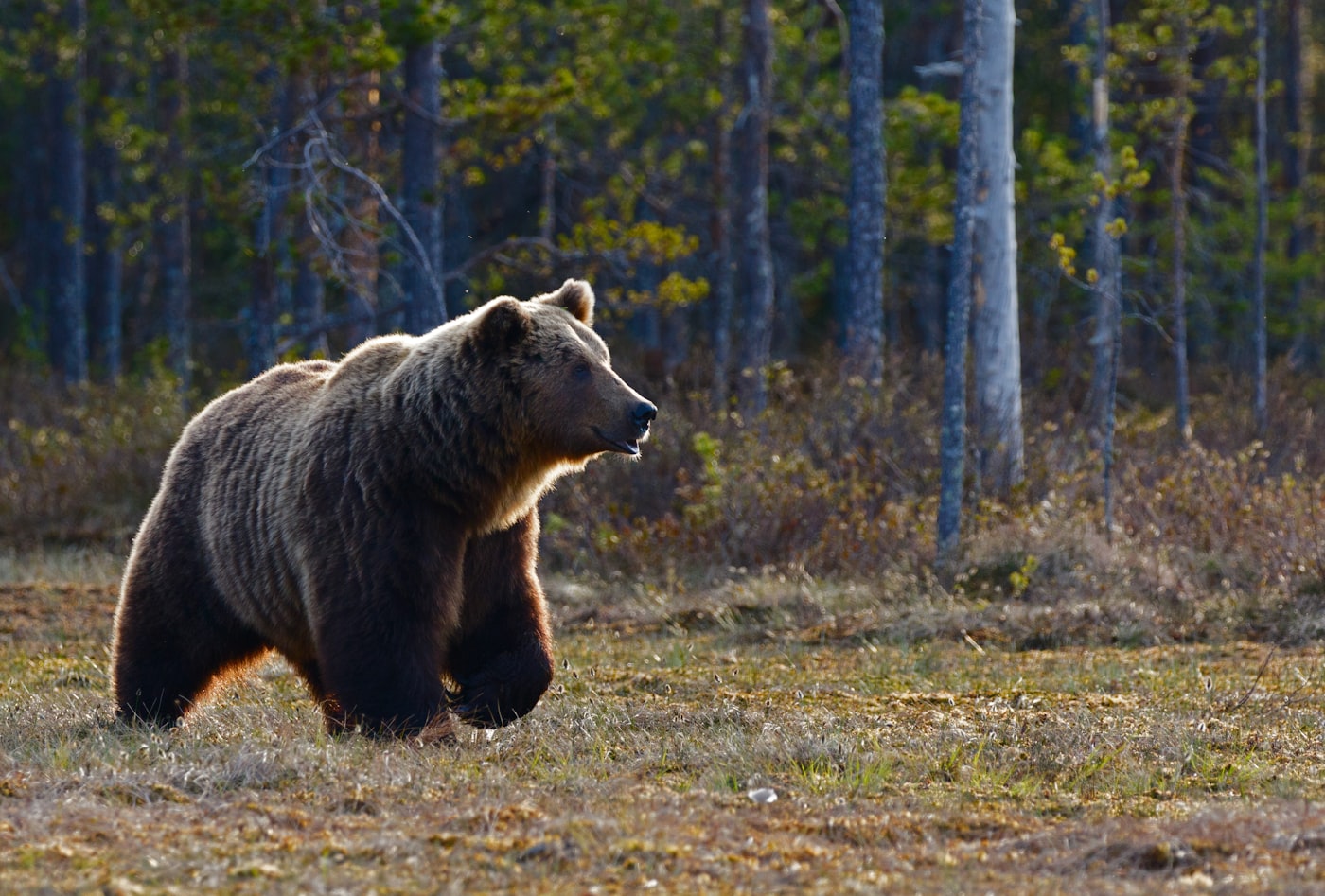 Braunbär in freier Natur